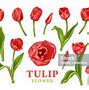 Gambar Sketsa Bunga Tulip