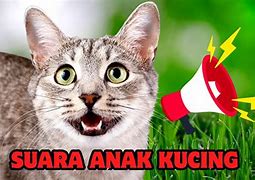 Suara Suara Suara Kucing